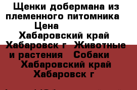 Щенки добермана из племенного питомника › Цена ­ 40 000 - Хабаровский край, Хабаровск г. Животные и растения » Собаки   . Хабаровский край,Хабаровск г.